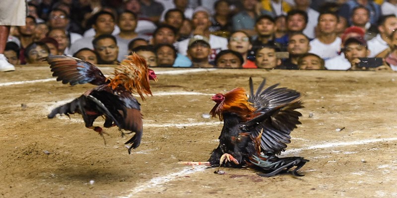 Gà đòn Thái Lan có chân dài, hình dáng cao và rất thanh mảnh