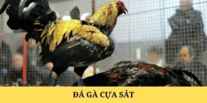 Đá Gà Cựa Sắt VN138 – Thế Giới Giải Trí Online Đầy Kịch Tính