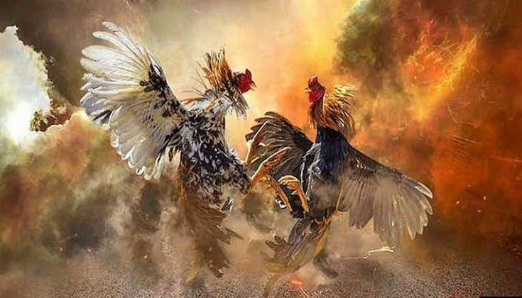 Các Thể Loại Đá Gà Nổi Bật Tại Đá Gà Online VN138