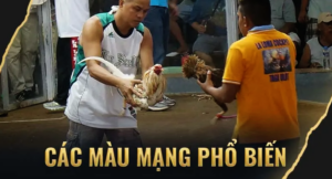 Các Màu Mạng Phổ Biến Trong Gà Đá