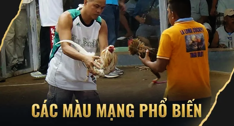 Các Màu Mạng Phổ Biến Trong Gà Đá