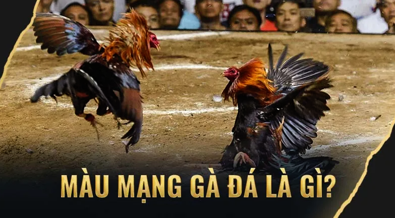Xem Màu Mạng Đá Gà Theo Kinh Nghiệm Các Sư Kê Tại VN138