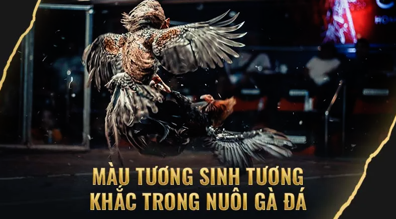 Màu Tương Sinh – Tương Khắc Trong Xem Màu Mạng Đá Gà